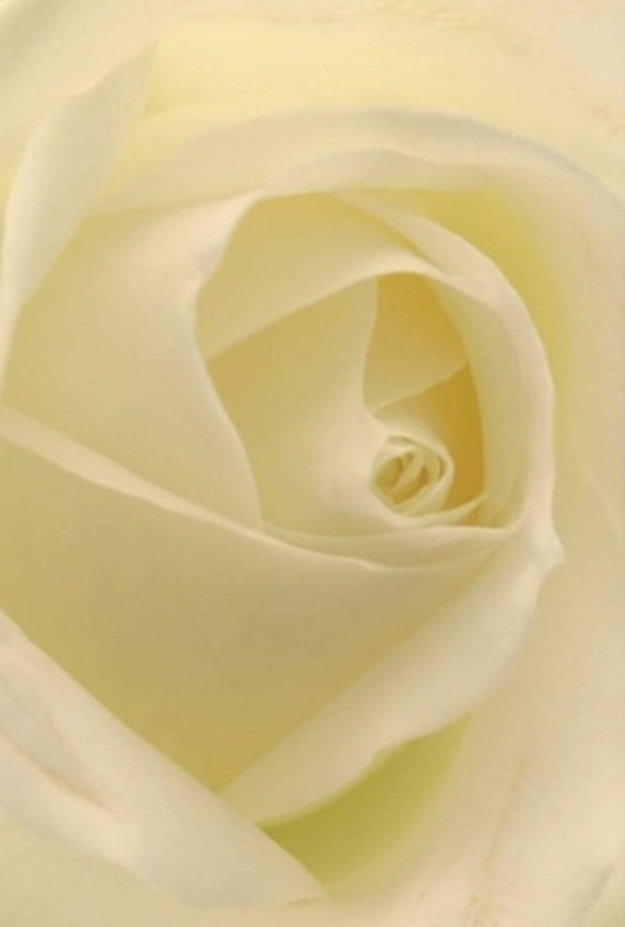 Gazing closely at this classic white rose, one becomes deeply aware of its sophisticated layering and tranquil presence-a sight reminiscent of peaceful mornings near Bexley's River Shuttle. The petals blend from clean ivory to creamy white, each edge softly illuminated as if infused with its own inner glow. In this expertly crafted composition, the textures are almost tangible: silk-soft, slightly cool to the touch, yet so delicate they seem to hover on the brink of transparency. The visual depth is enhanced by the subtle interplay of light and shadow between each curl, creating a hypnotic, serene spiral. For a florist in Bexley, this rose embodies the quiet resilience and purity we seek during meaningful moments-be it a romantic gesture on a Sidcup lane, a gentle apology, or as an elegant centrepiece at a local wedding. The balanced perfection at its heart, paired with its understated scent, offers a universal sense of comfort and hope-its beauty elevated by the region's natural calm. This arrangement always feels appropriate, exuding both the skill of our florists and the spirit of quiet dignity found throughout Bexley.